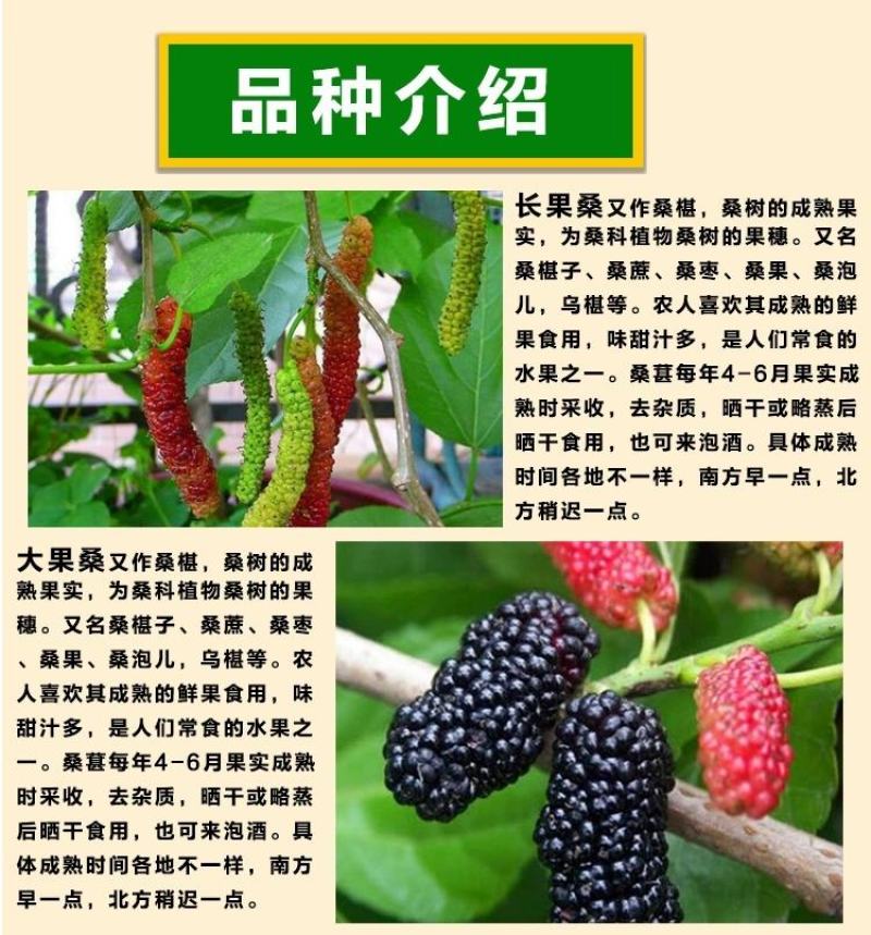 台湾四季长桑果苗嫁接苗当年结果无籽大果桑苗