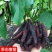 台湾四季长桑果苗嫁接苗当年结果无籽大果桑苗