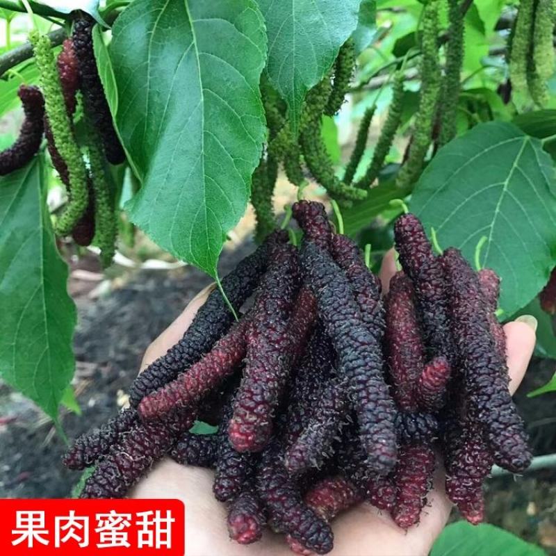 台湾四季长桑果苗嫁接苗当年结果无籽大果桑苗