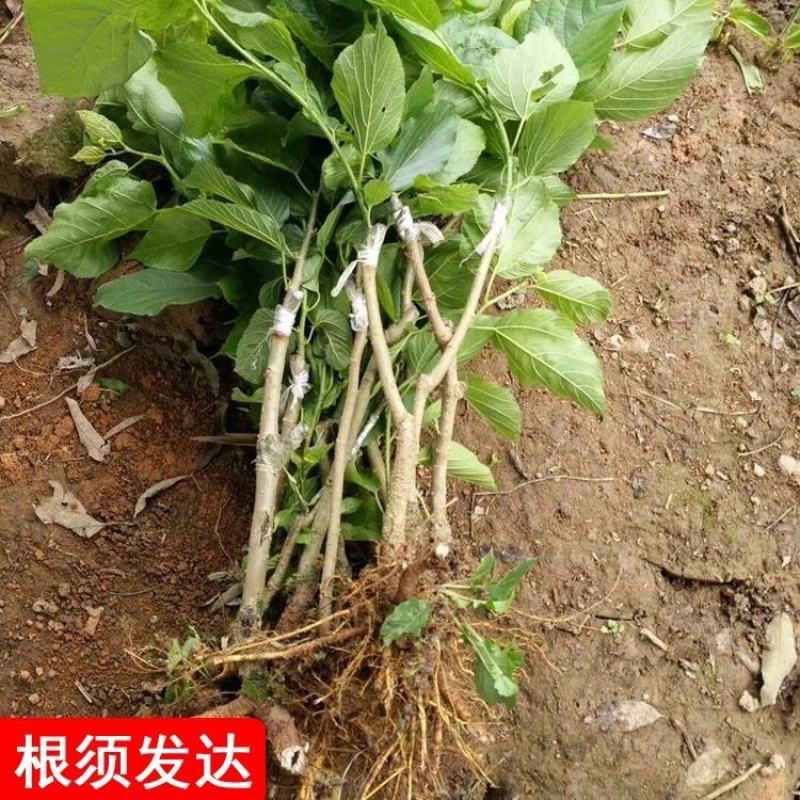 台湾四季长桑果苗嫁接苗当年结果无籽大果桑苗