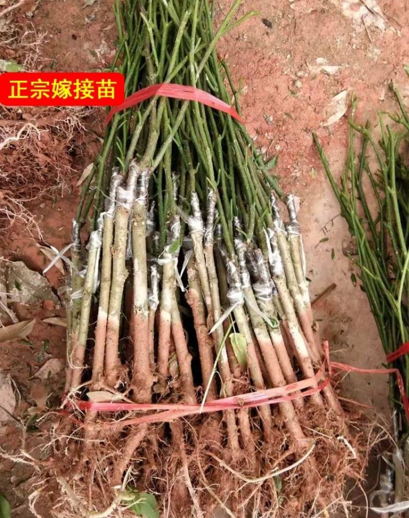 台湾四季长桑果苗嫁接苗当年结果无籽大果桑苗