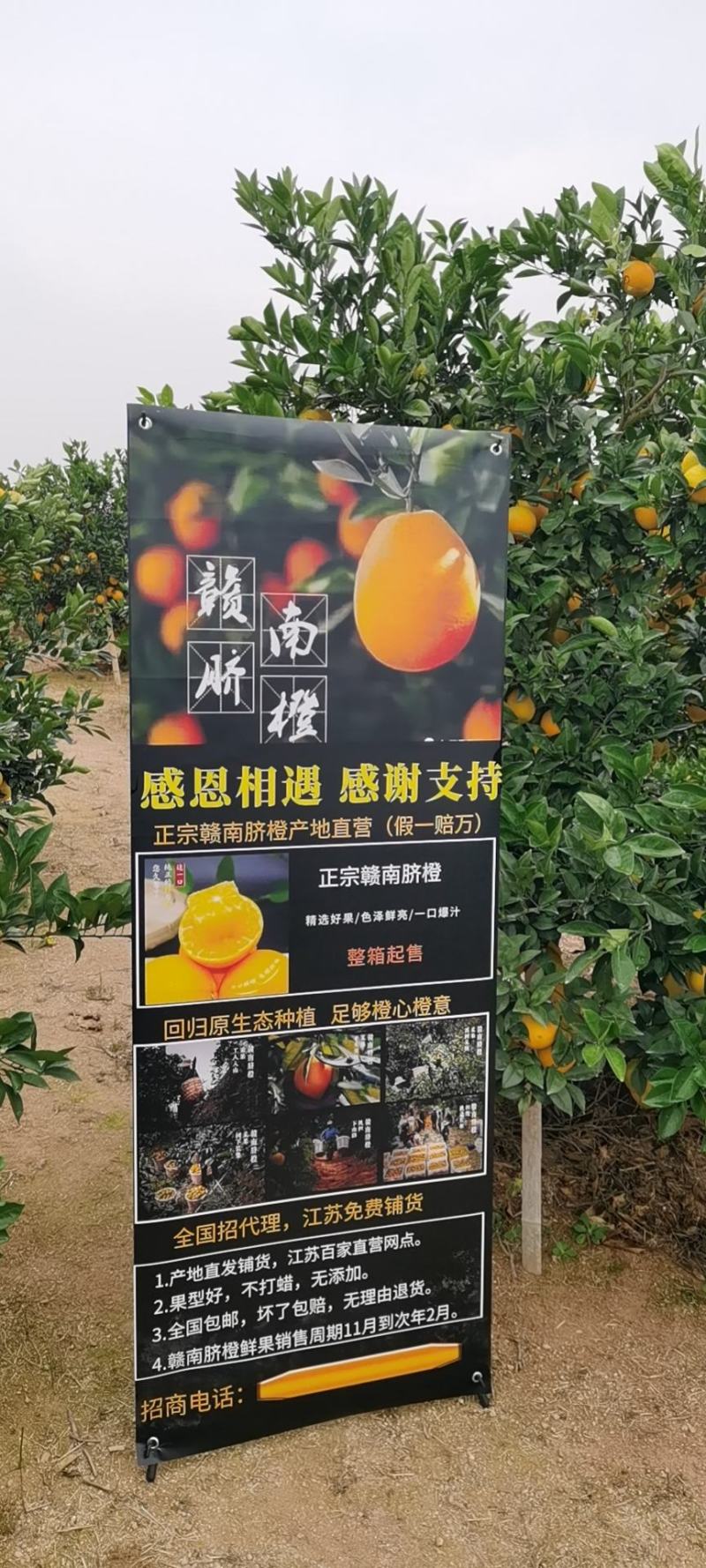 江西赣南脐橙，产地直采，果面干净，皮薄，爆汁，量大从优。