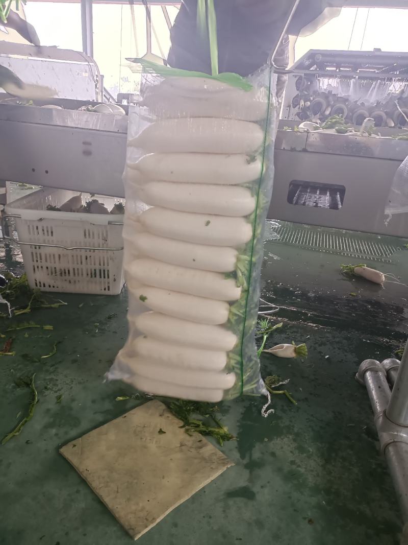 精品白萝卜大量供货加工厂，批发市场超市可以长期供货。