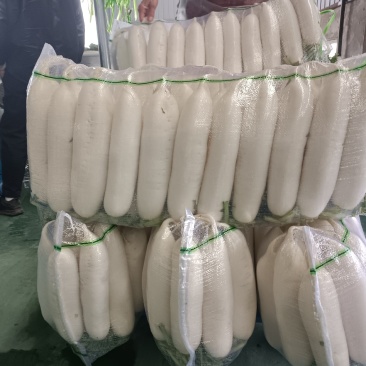 精品白萝卜大量供货加工厂，批发市场超市可以长期供货。