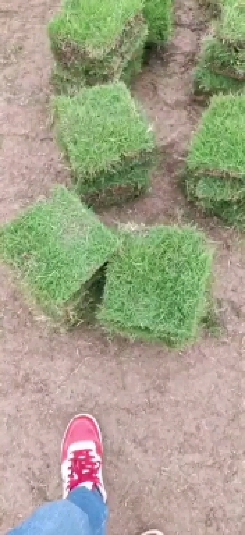 【千亩基地】优质马尼拉自产自销全国发货一手货源量大从优