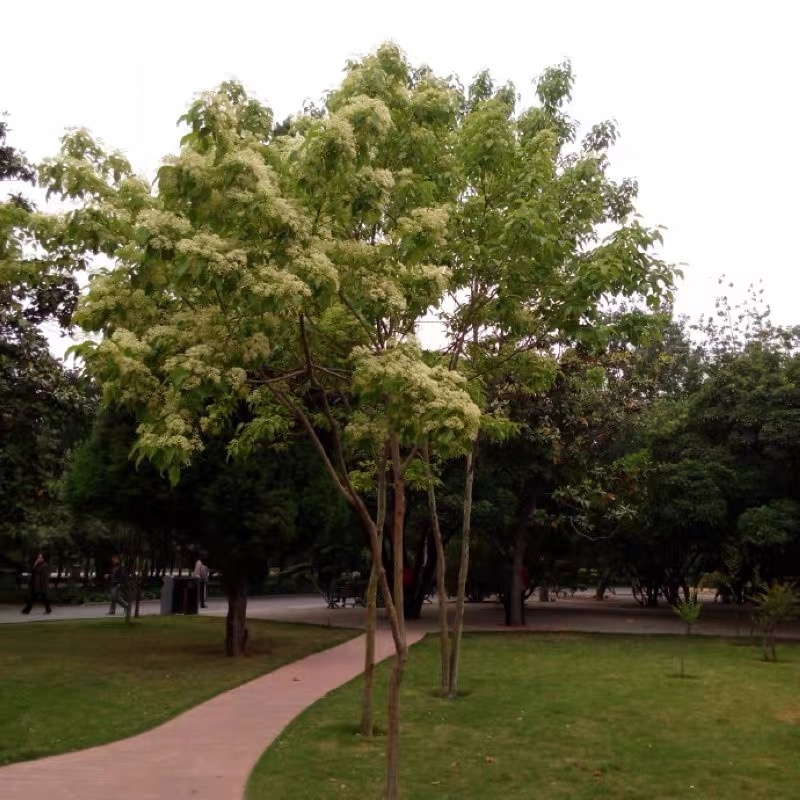 光皮树种子毛梾车梁木种子凉子木苦檀灯台树种包邮