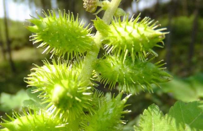 野生苍耳子，大量苍耳子有须要联系