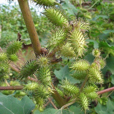 野生苍耳子，大量苍耳子有须要联系