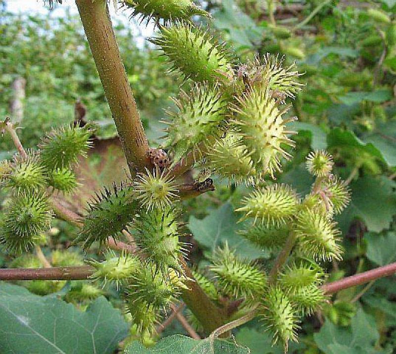 野生苍耳子，大量苍耳子有须要联系