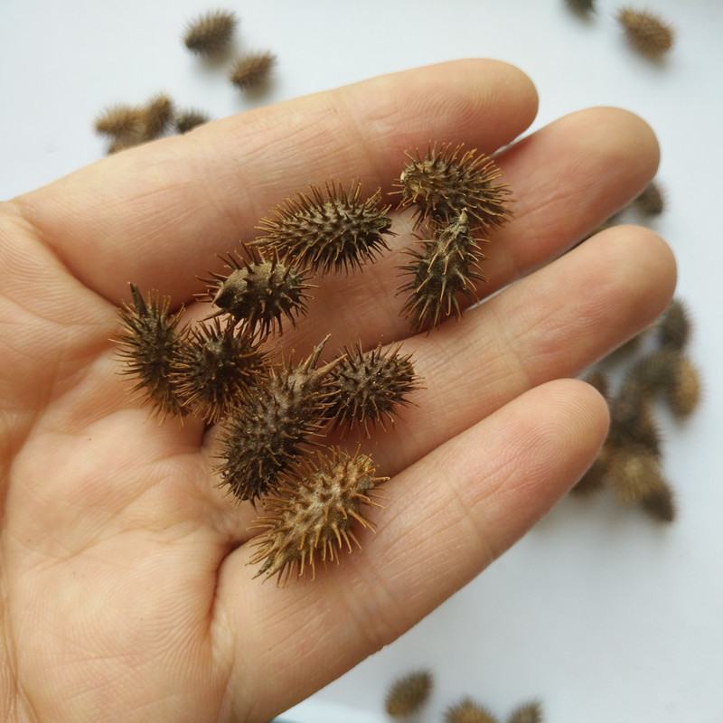 野生苍耳子，大量苍耳子有须要联系