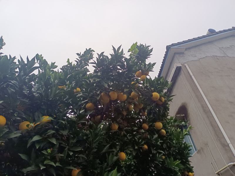 精品脐橙供应，鲜果采摘，产地直供，看货采果