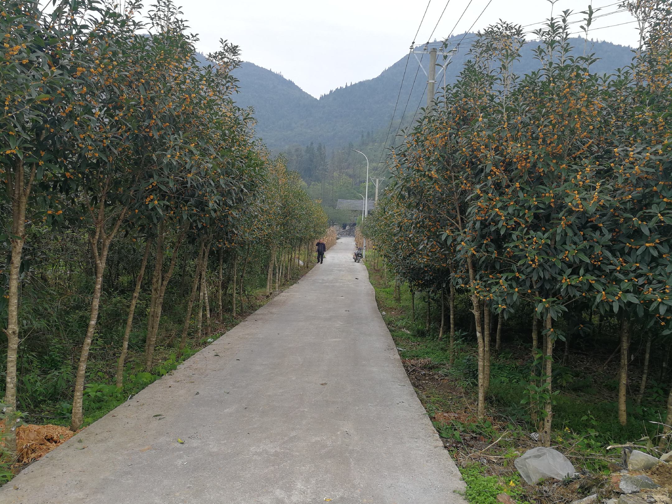 城市公园中的丹桂景观