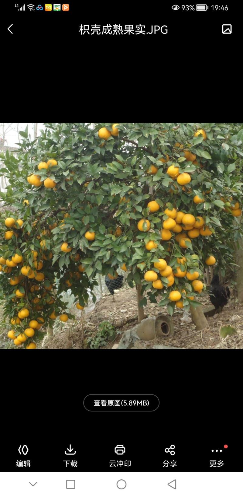 湘枳壳苗，枳壳药材嫁接苗，药材种苗，湖南药材苗