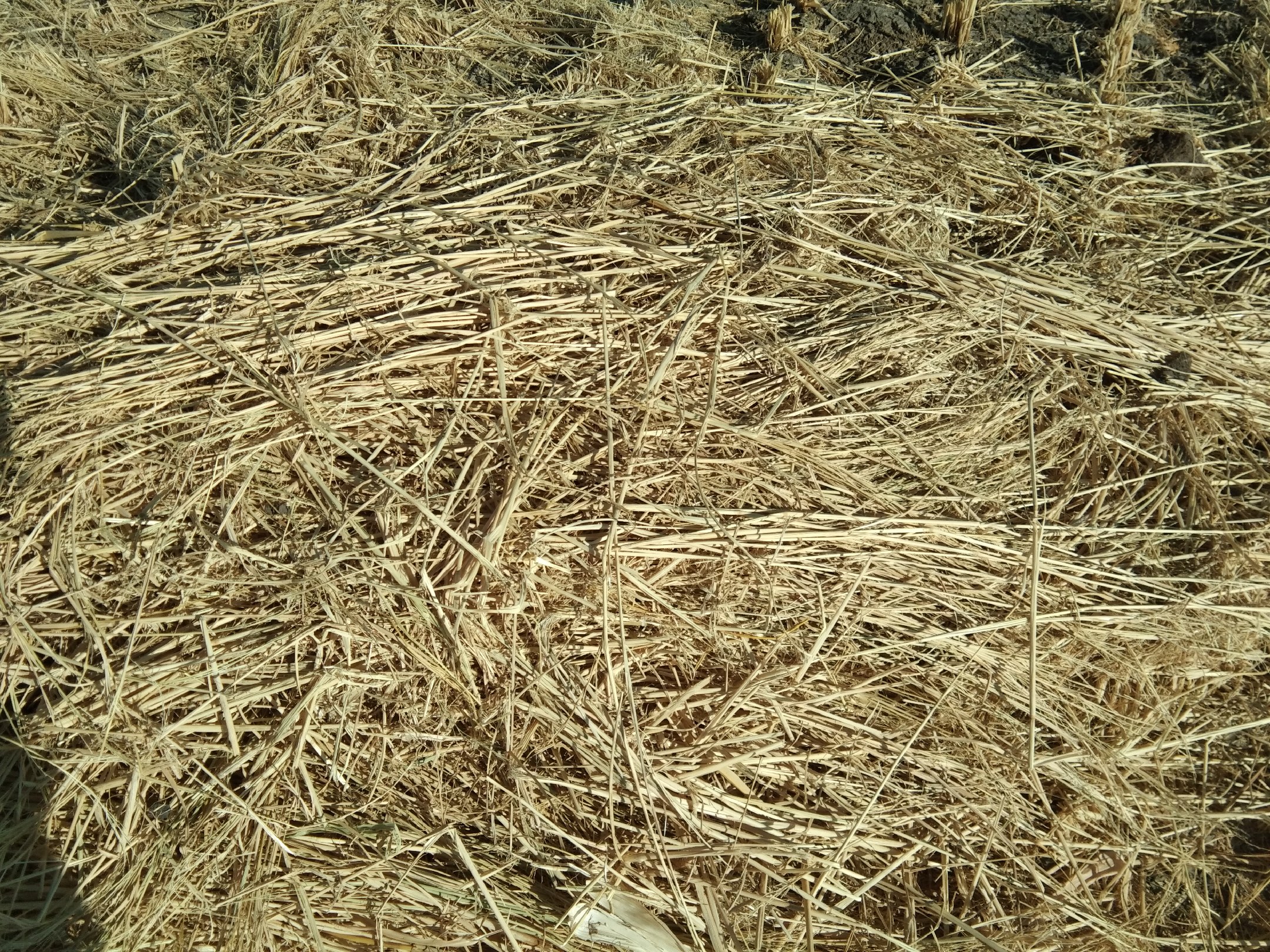 旱稻田杂草分布示意图