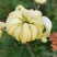 菊花鲜菊花盆栽菊花黄菊花乒乓菊线菊国庆菊九月菊等