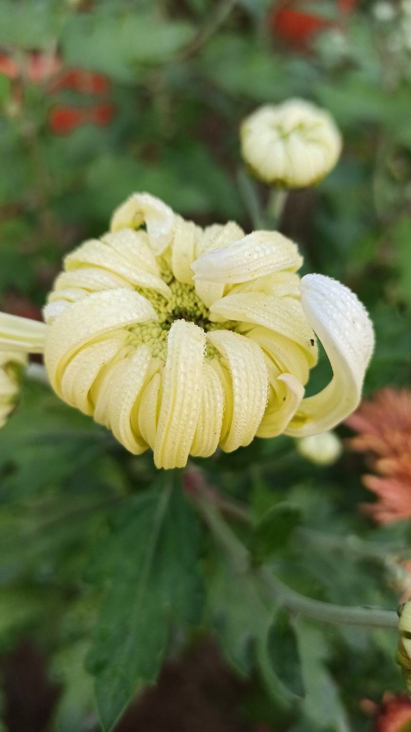 菊花鲜菊花盆栽菊花黄菊花乒乓菊线菊国庆菊九月菊等