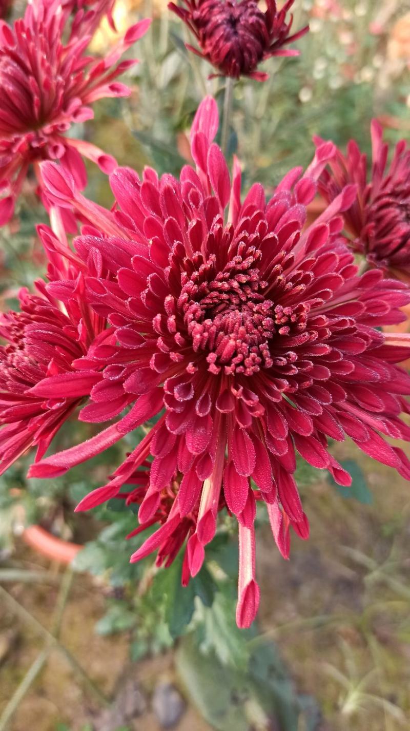 菊花鲜菊花盆栽菊花黄菊花乒乓菊线菊国庆菊九月菊等