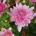 菊花鲜菊花盆栽菊花黄菊花乒乓菊线菊国庆菊九月菊等