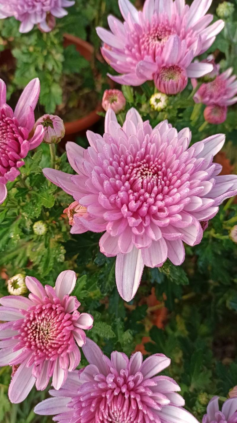 菊花鲜菊花盆栽菊花黄菊花乒乓菊线菊国庆菊九月菊等