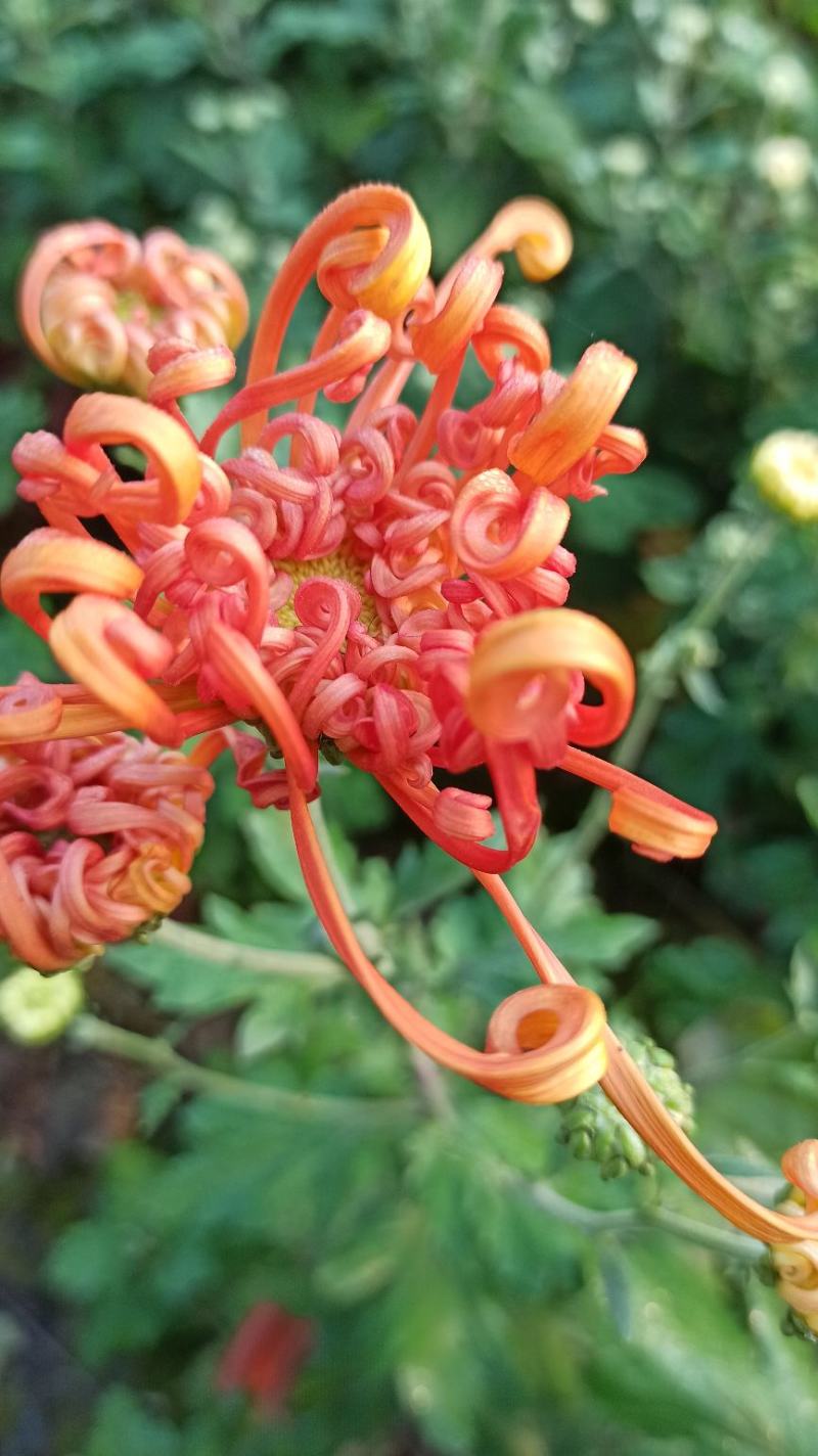 菊花鲜菊花盆栽菊花黄菊花乒乓菊线菊国庆菊九月菊等