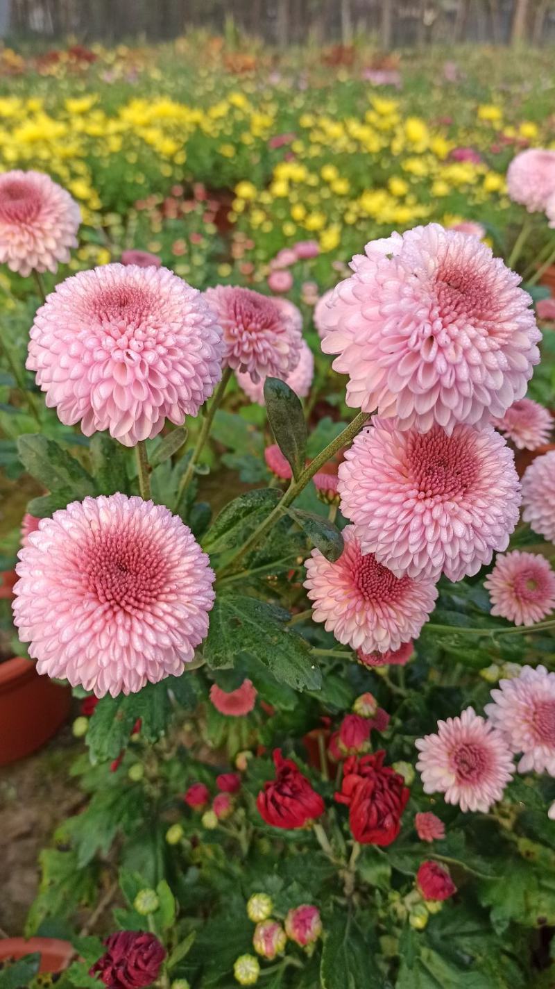 菊花鲜菊花盆栽菊花黄菊花乒乓菊线菊国庆菊九月菊等