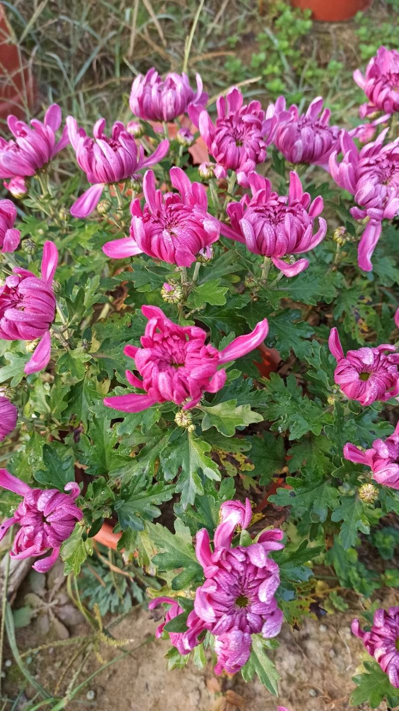 菊花鲜菊花盆栽菊花黄菊花乒乓菊线菊国庆菊九月菊等