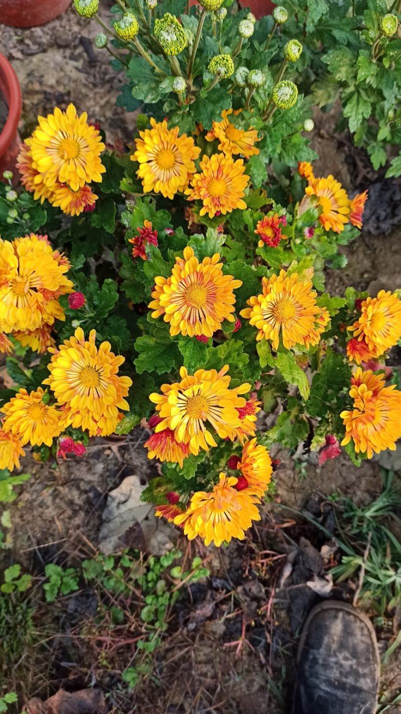 菊花鲜菊花盆栽菊花黄菊花乒乓菊线菊国庆菊九月菊等