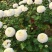 菊花鲜菊花盆栽菊花黄菊花乒乓菊线菊国庆菊九月菊等