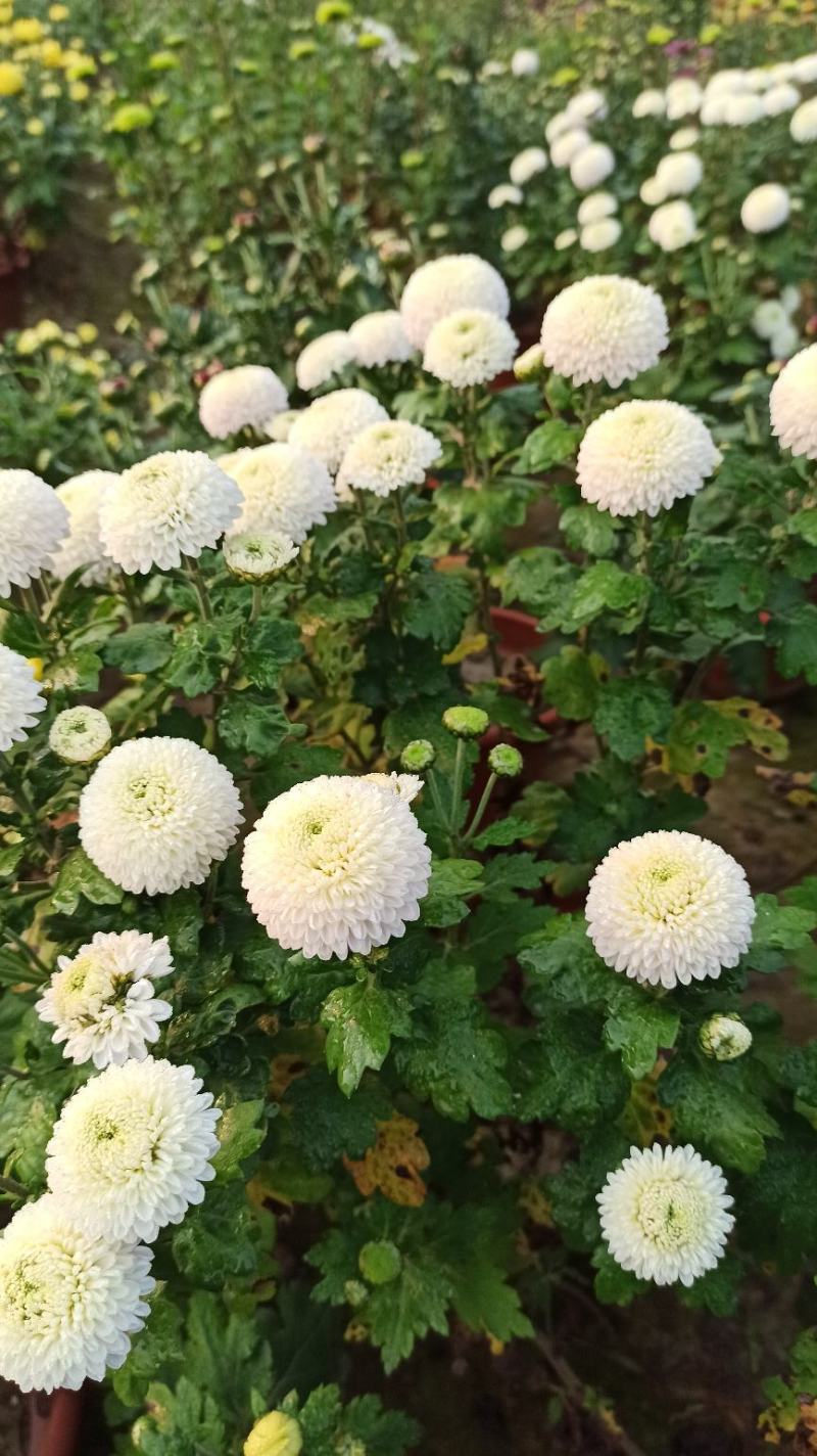 菊花鲜菊花盆栽菊花黄菊花乒乓菊线菊国庆菊九月菊等