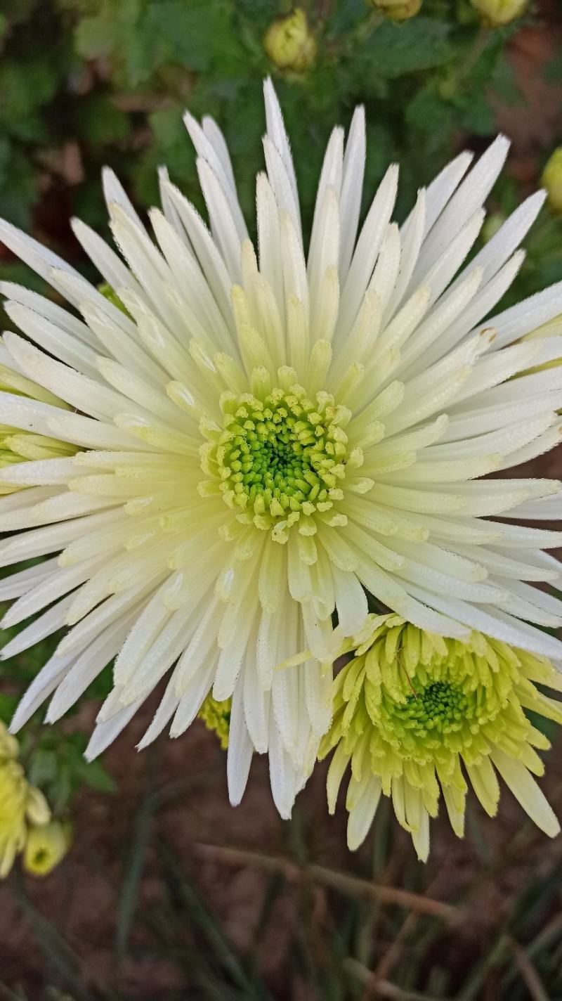 菊花鲜菊花盆栽菊花黄菊花乒乓菊线菊国庆菊九月菊等