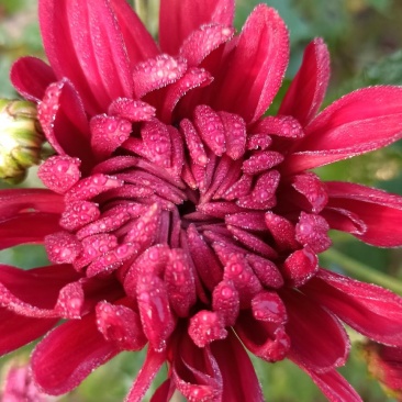 菊花鲜菊花盆栽菊花黄菊花乒乓菊线菊国庆菊九月菊等