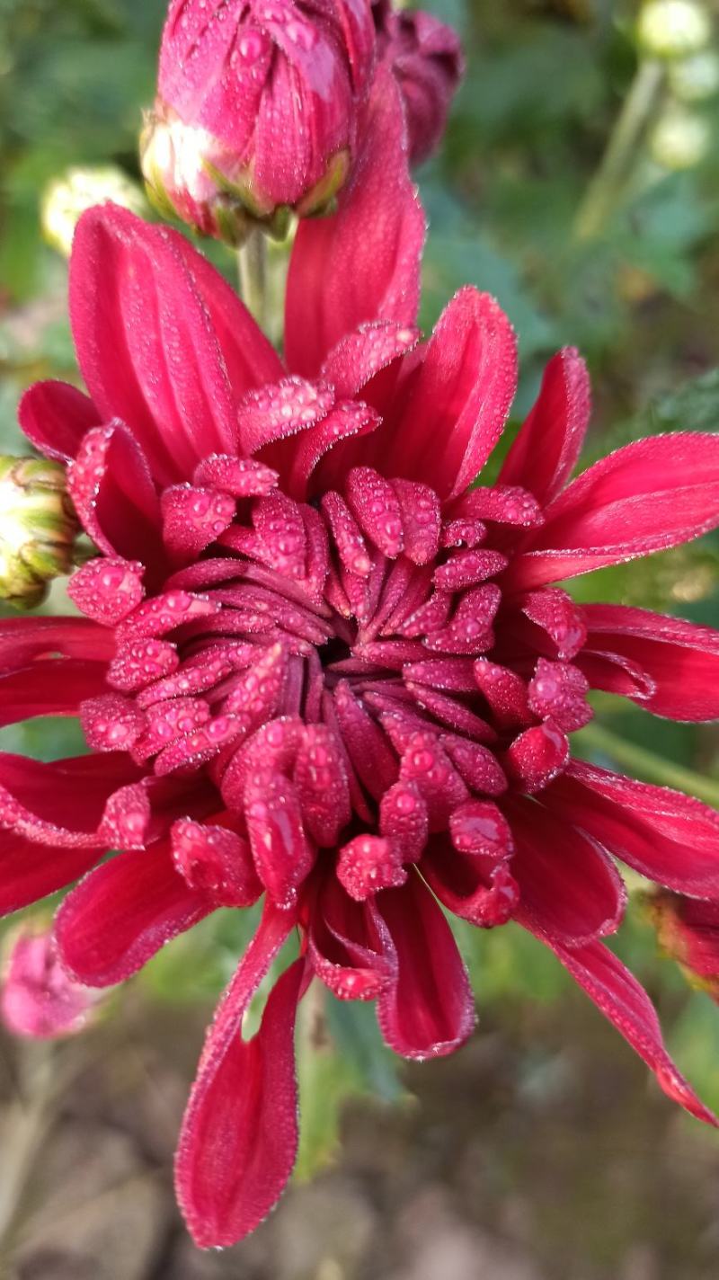 菊花鲜菊花盆栽菊花黄菊花乒乓菊线菊国庆菊九月菊等