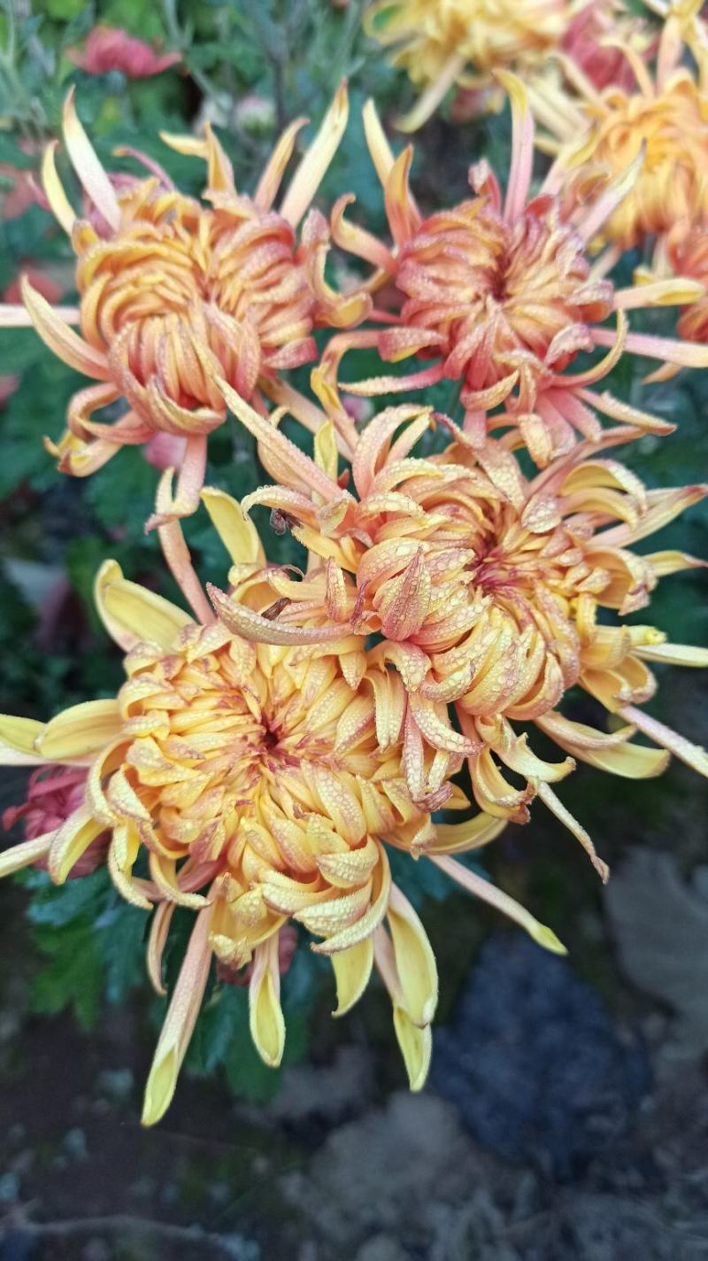 菊花鲜菊花盆栽菊花黄菊花乒乓菊线菊国庆菊九月菊等