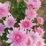 菊花鲜菊花盆栽菊花黄菊花乒乓菊线菊国庆菊九月菊等