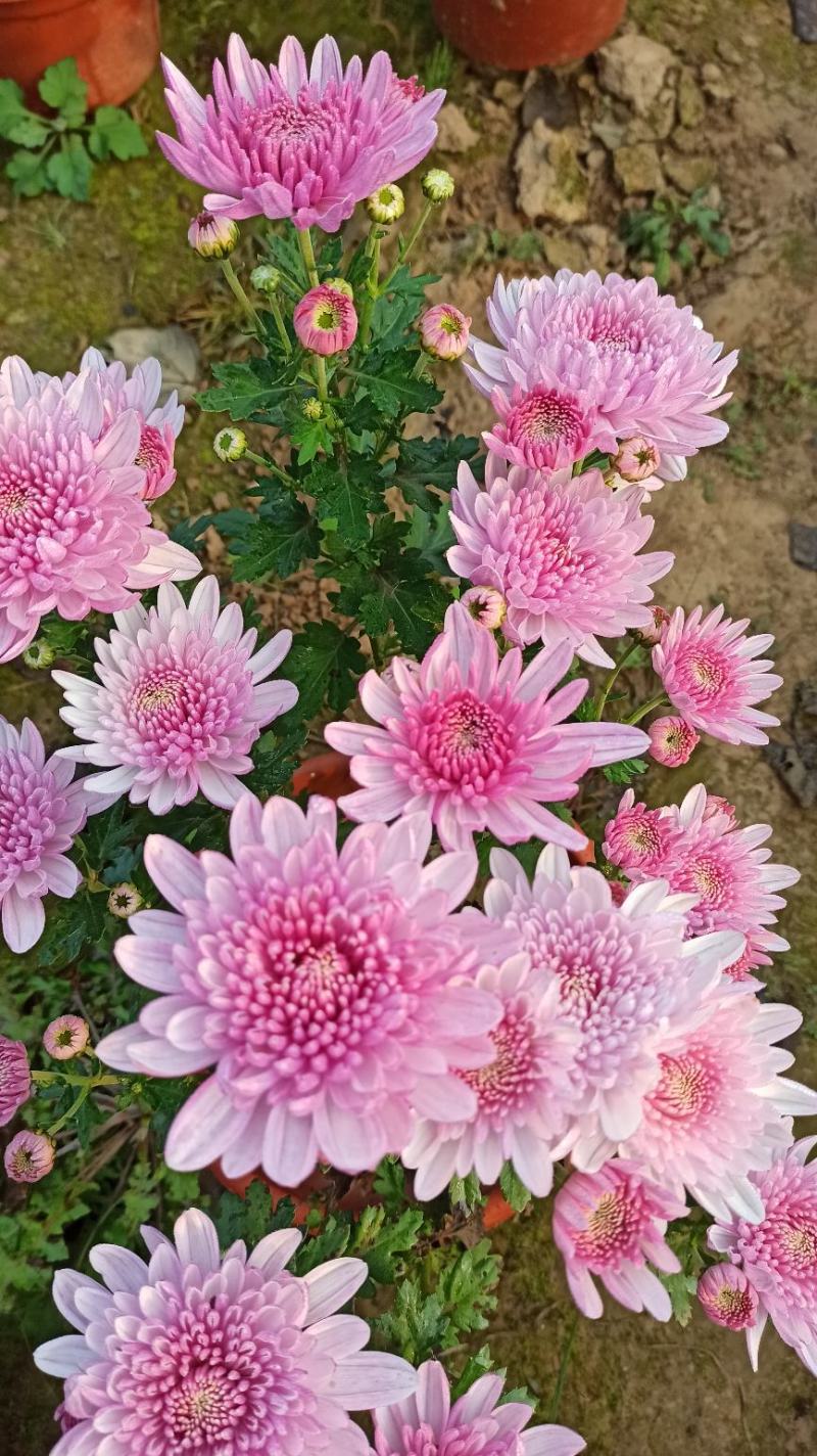 菊花鲜菊花盆栽菊花黄菊花乒乓菊线菊国庆菊九月菊等