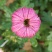 菊花鲜菊花盆栽菊花黄菊花乒乓菊线菊国庆菊九月菊等