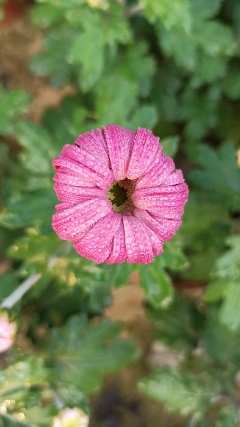 菊花鲜菊花盆栽菊花黄菊花乒乓菊线菊国庆菊九月菊等