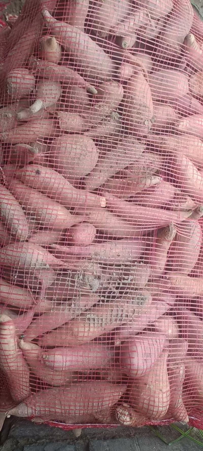 龙九红薯加工厂专用养殖场直供欢迎来电咨询