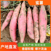 广饶县红薯