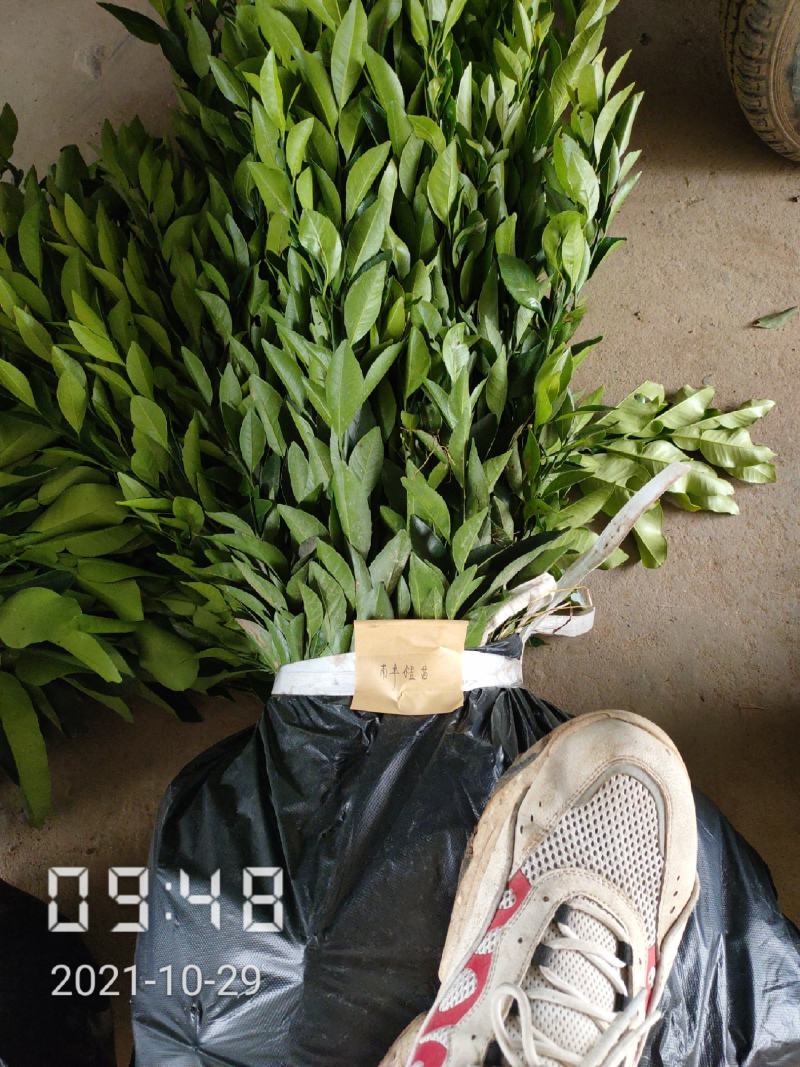 南丰蜜桔苗（春秋特别供应），支持线上保障交易