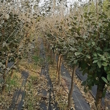 流苏，矮杆流苏，流苏种植基地