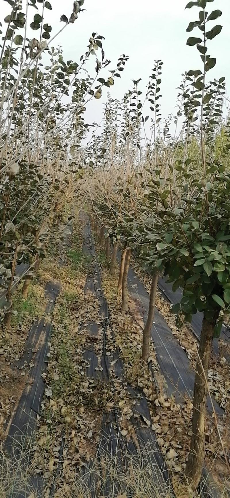 流苏，矮杆流苏，流苏种植基地
