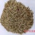 进口黑麦草种子，护坡，草坪绿化，种子现货批发，可开发票