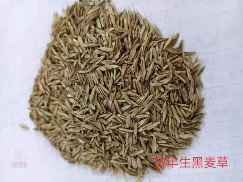 进口黑麦草种子，护坡，草坪绿化，种子现货批发，可开发票