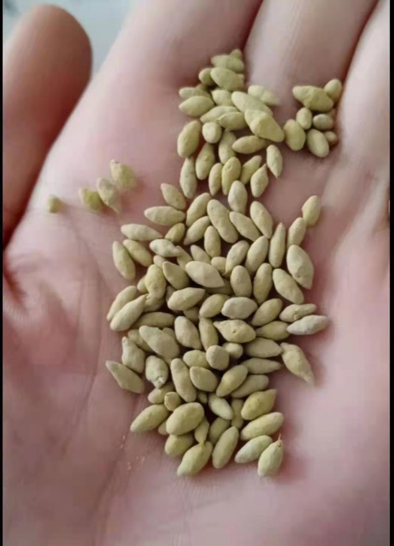 进口黑麦草种子，护坡，草坪绿化，种子现货批发，可开发票