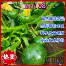 YH108无蔓嫩食南瓜种子早熟产量高抗病性强光泽度