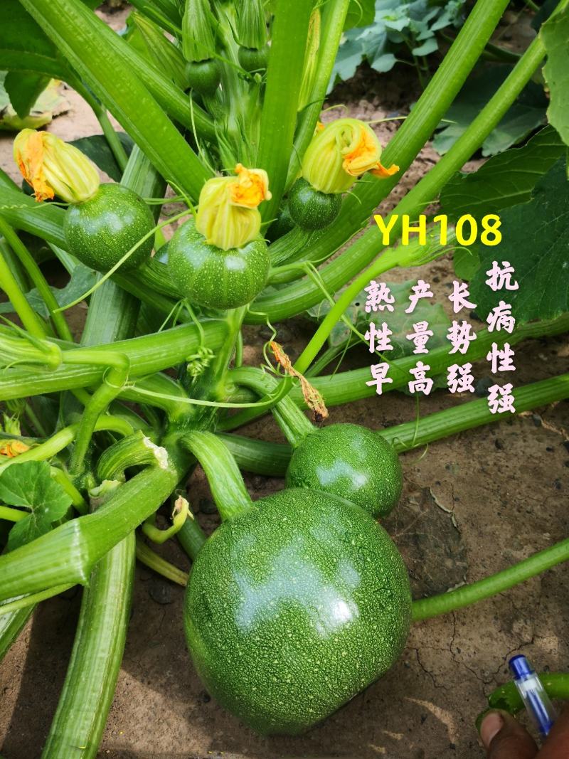 YH108无蔓嫩食南瓜种子早熟产量高抗病性强光泽度