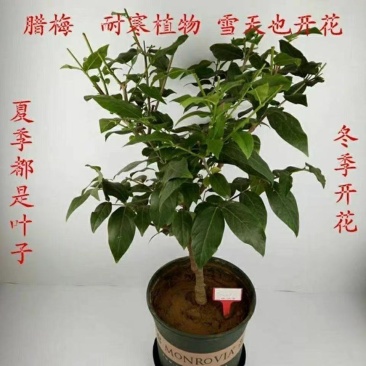 腊梅盆景盆栽地栽带花苞发货南北方种植