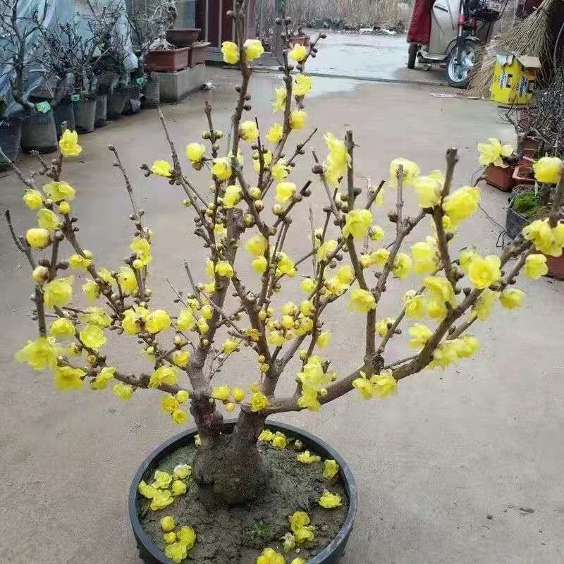 腊梅盆景盆栽地栽带花苞发货南北方种植