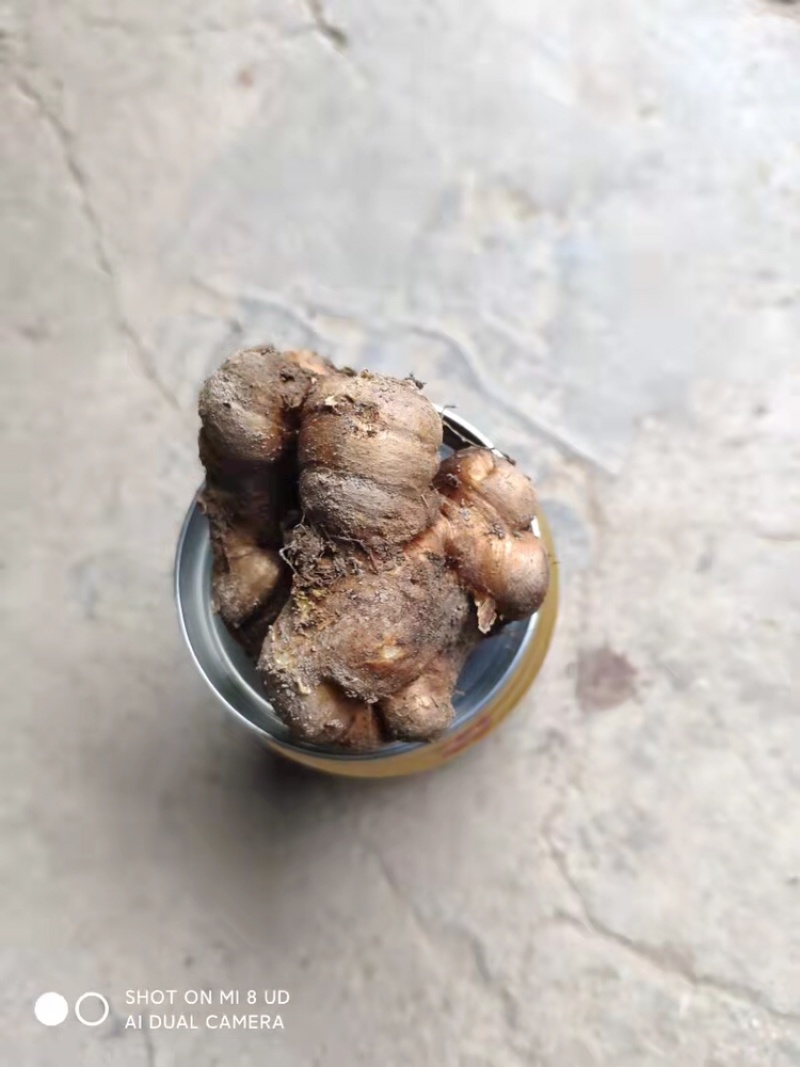 【保质保量】元胡浙江元胡无硫色泽自然保证质量产地直发